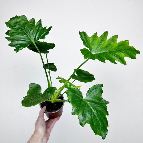 Philodendron Shangri La Filodendron P12 #1