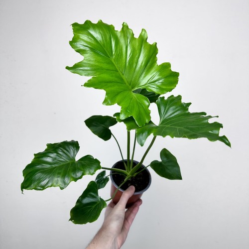 Philodendron Shangri La Filodendron P12 #2