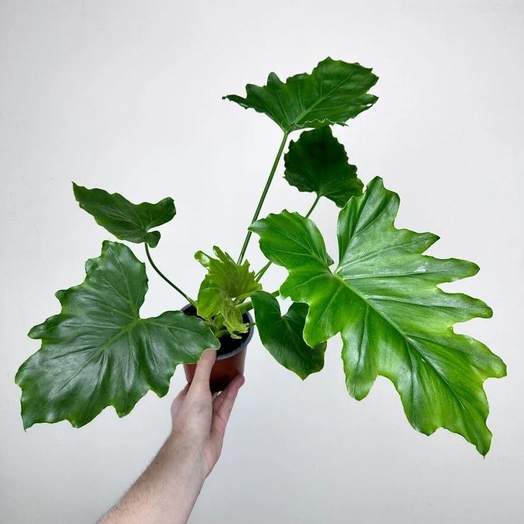 Philodendron Shangri La Filodendron P12 #3