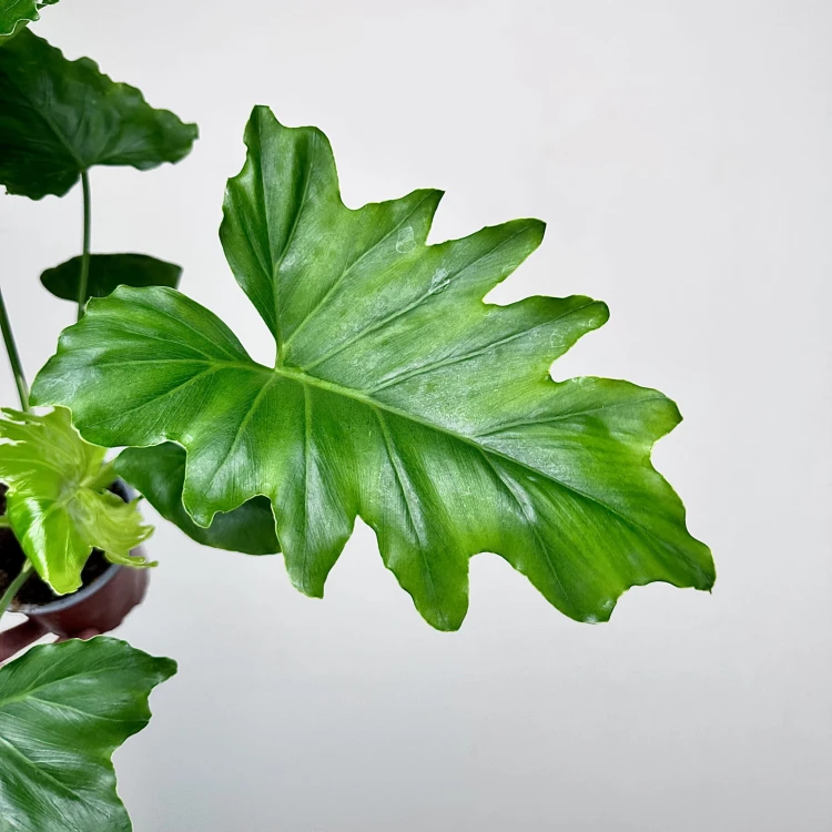 Philodendron Shangri La Filodendron P12 #4