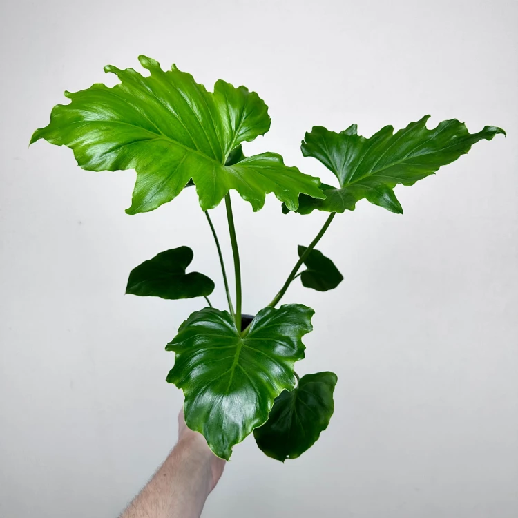 Philodendron Shangri La Filodendron P12 #5