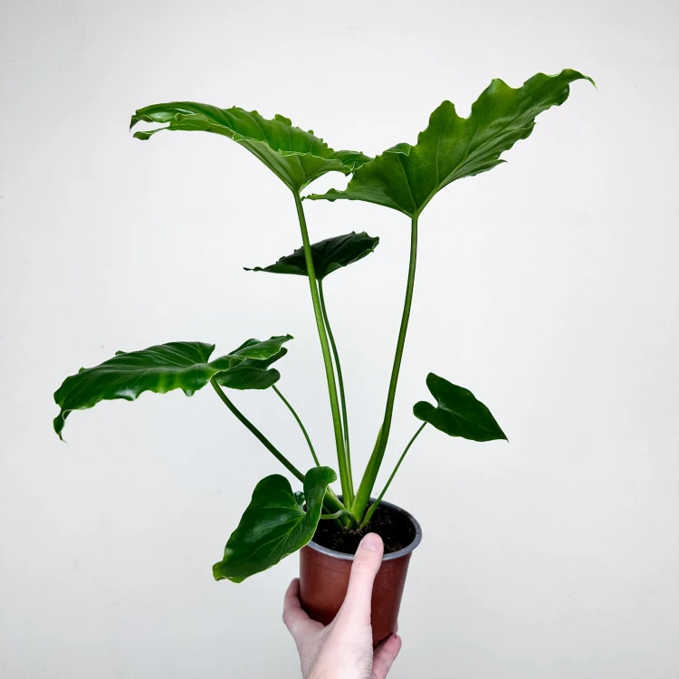 Philodendron Shangri La Filodendron P12 #6