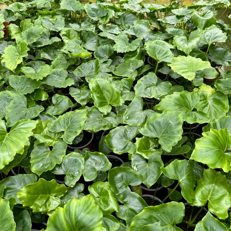 Philodendron Shangri La Filodendron P12 #7