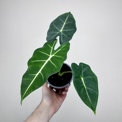 Alocasia micholitziana Frydek Alokazja P12 #1