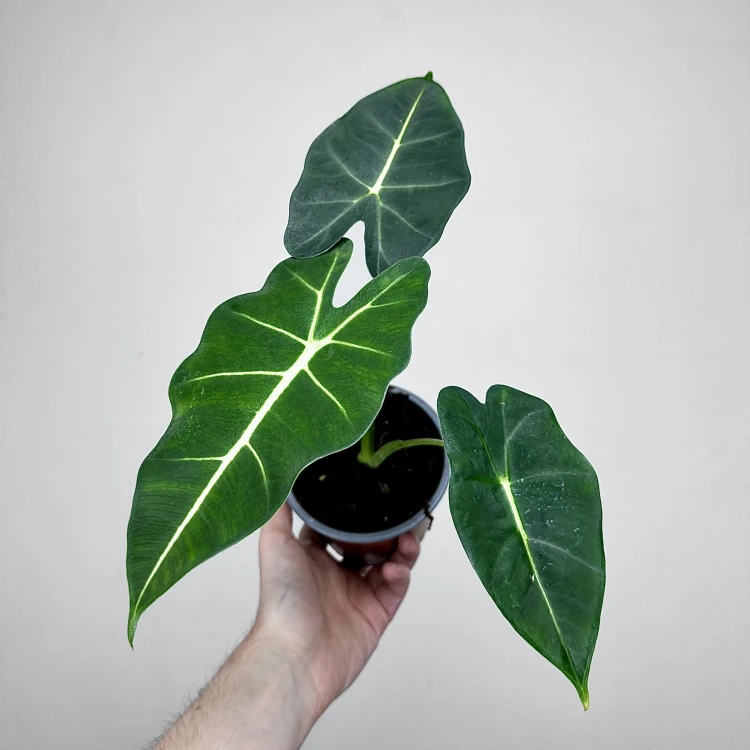 Alocasia micholitziana Frydek Alokazja P12 #1