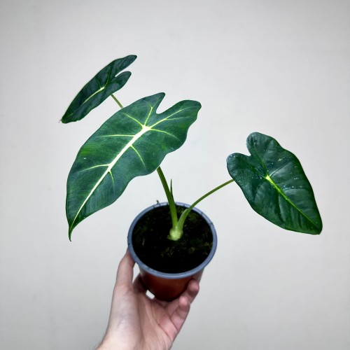 Alocasia micholitziana Frydek Alokazja P12 #2