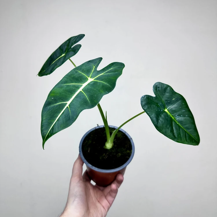 Alocasia micholitziana Frydek Alokazja P12 #2