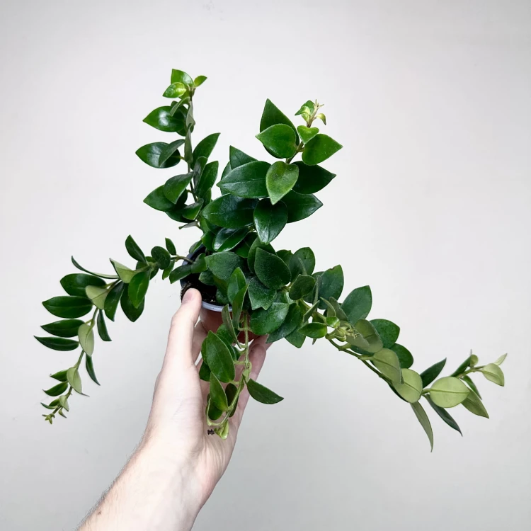 Aeschynanthus Mona Lisa Eszynanthus P9 #1