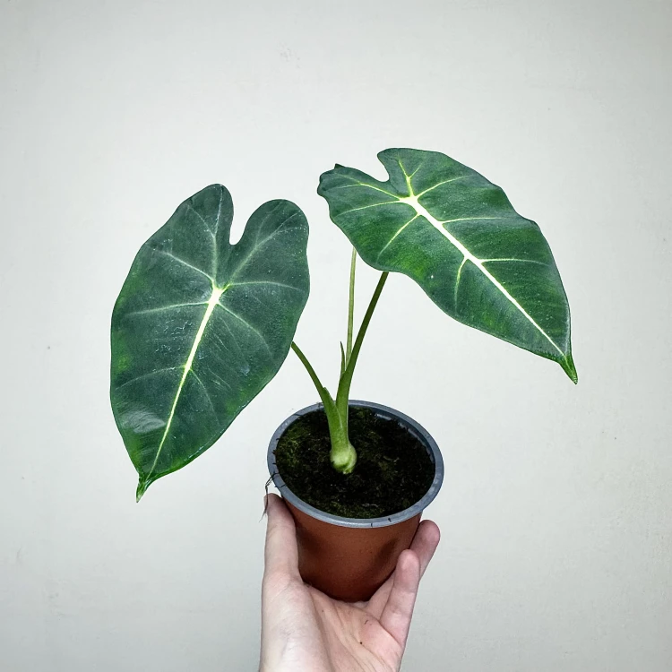 Alocasia micholitziana Frydek Alokazja P12 #3