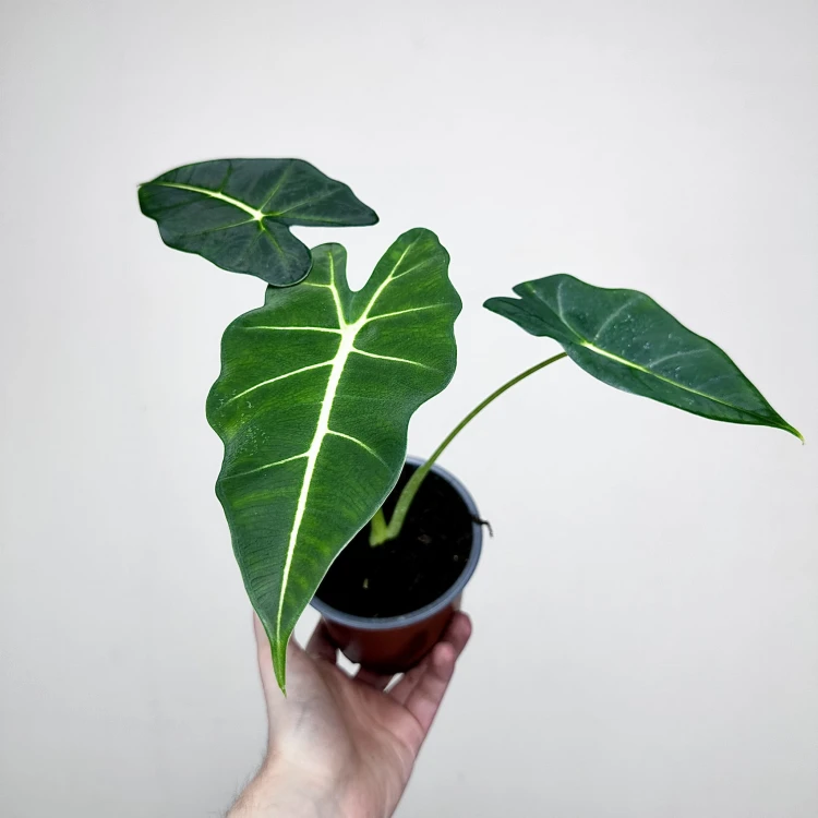 Alocasia micholitziana Frydek Alokazja P12 #4
