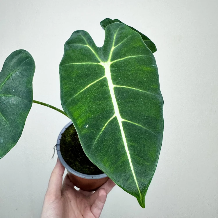 Alocasia micholitziana Frydek Alokazja P12 #5