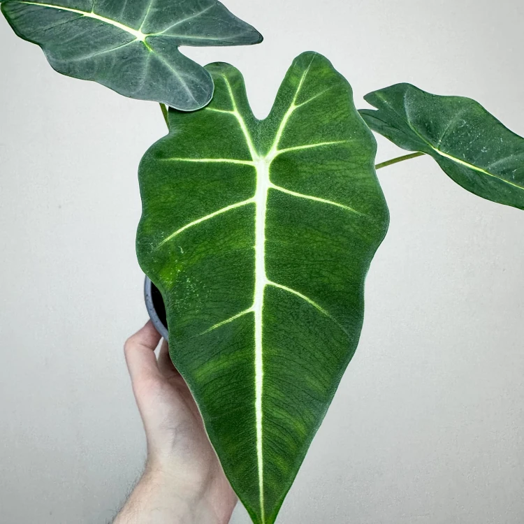 Alocasia micholitziana Frydek Alokazja P12 #6