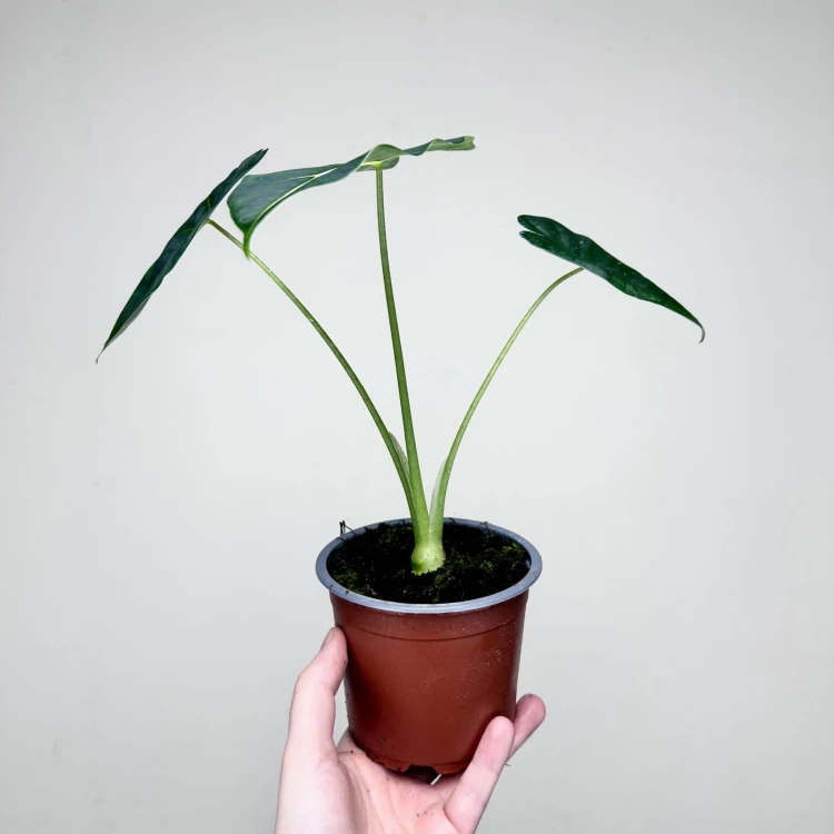 Alocasia micholitziana Frydek Alokazja P12 #7