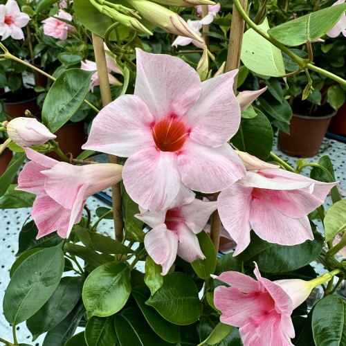 Mandevilla Sundaville Dipladenia Cream Pink na drabince #1