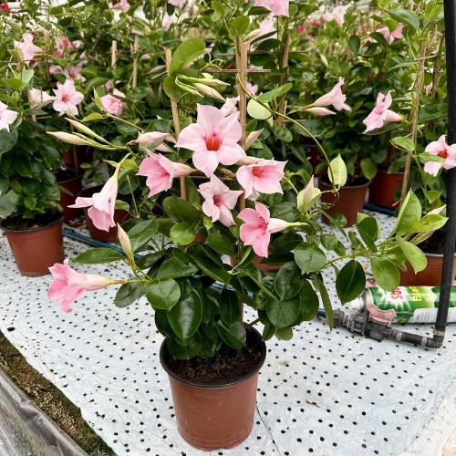 Mandevilla Sundaville Dipladenia Cream Pink na drabince #2