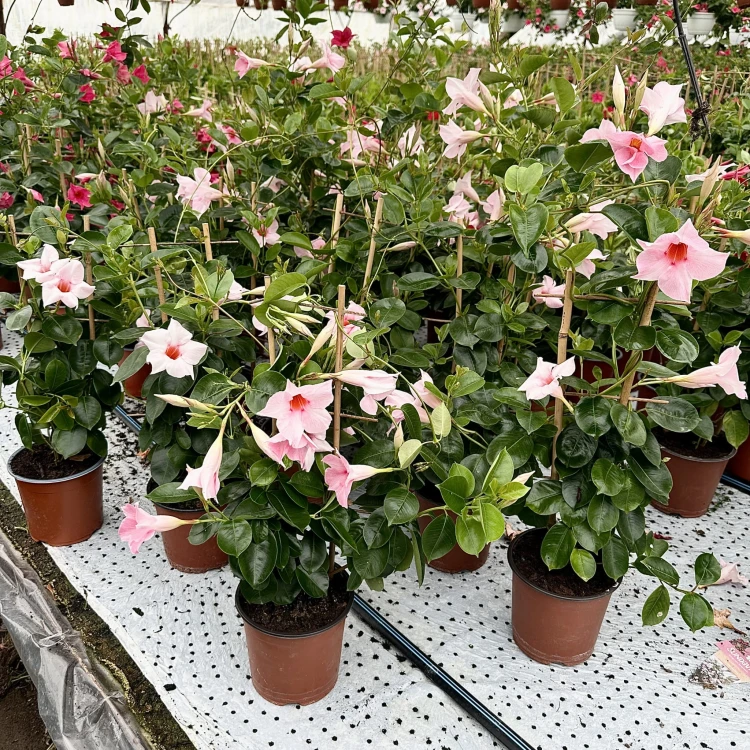 Mandevilla Sundaville Dipladenia Cream Pink na drabince #3