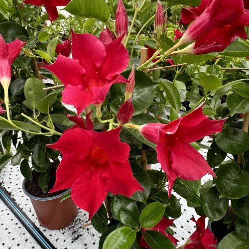 Mandevilla Sundaville Red Dipladenia Czerwona na drabince #1