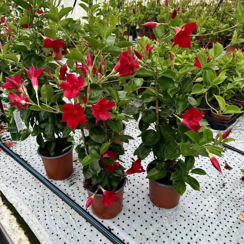 Mandevilla Sundaville Red Dipladenia Czerwona na drabince #2