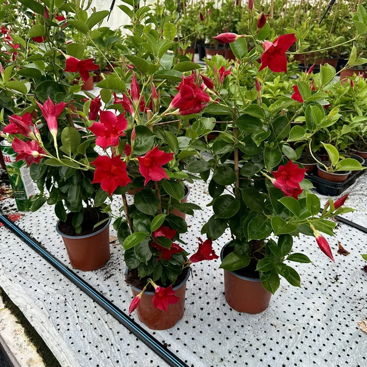 Mandevilla Sundaville Red Dipladenia Czerwona na drabince #2
