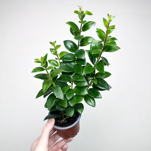 Aeschynanthus Mona Lisa Eszynanthus P9 #2