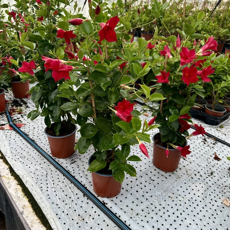 Mandevilla Sundaville Red Dipladenia Czerwona na drabince #3