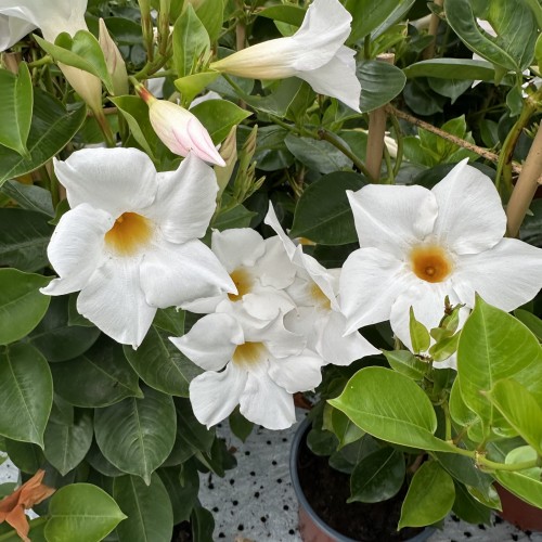 Mandevilla Sundaville White Dipladenia Biała na drabince #1