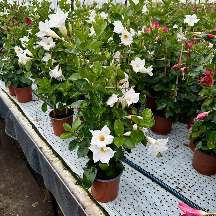 Mandevilla Sundaville White Dipladenia Biała na drabince #2