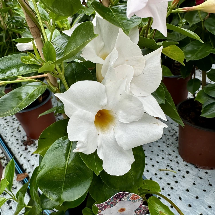 Mandevilla Sundaville White Dipladenia Biała na drabince #3