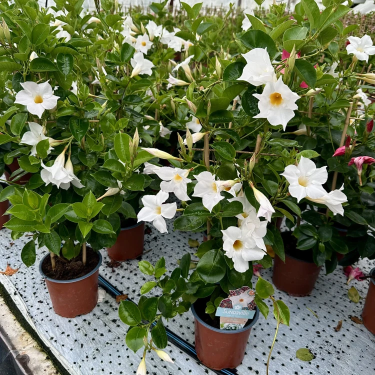 Mandevilla Sundaville White Dipladenia Biała na drabince #4