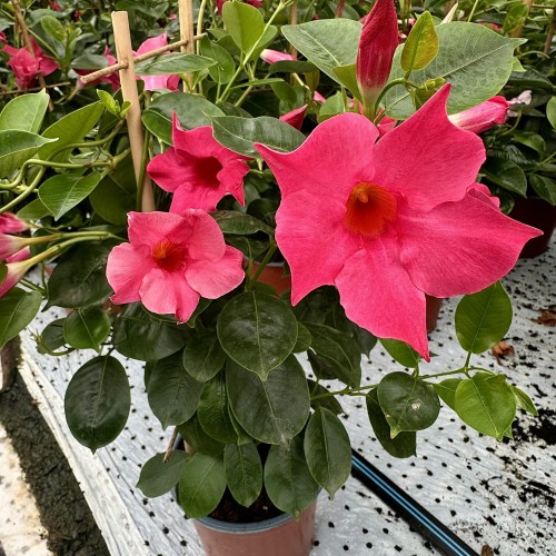 Mandevilla Sundaville Pink Dipladenia Różowa na drabince #1