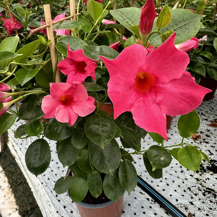 Mandevilla Sundaville Pink Dipladenia Różowa na drabince #1