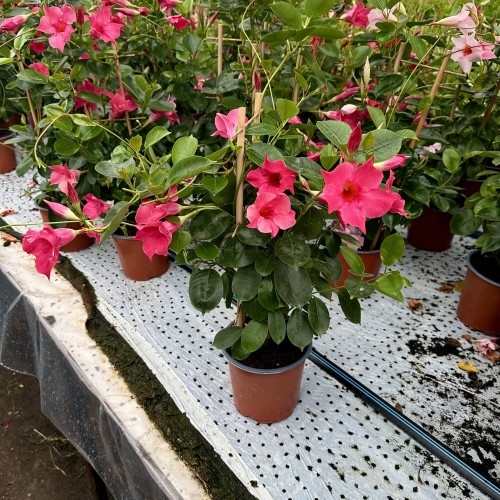 Mandevilla Sundaville Pink Dipladenia Różowa na drabince #2