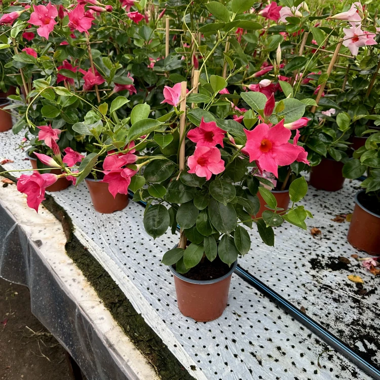 Mandevilla Sundaville Pink Dipladenia Różowa na drabince #2