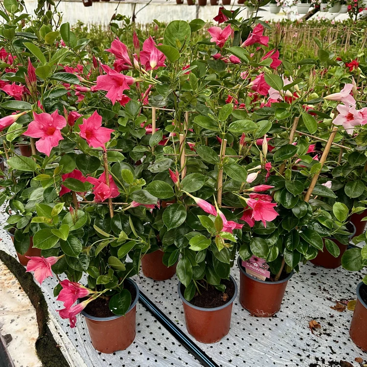 Mandevilla Sundaville Pink Dipladenia Różowa na drabince #3