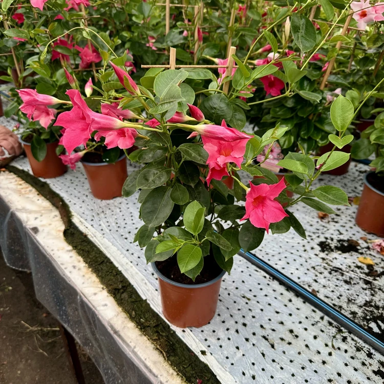 Mandevilla Sundaville Pink Dipladenia Różowa na drabince #4