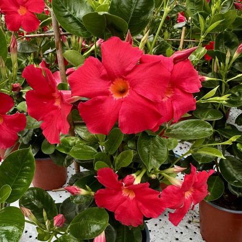 Mandevilla Sundaville Early Scarlet Dipladenia Czerwona na drabince #1