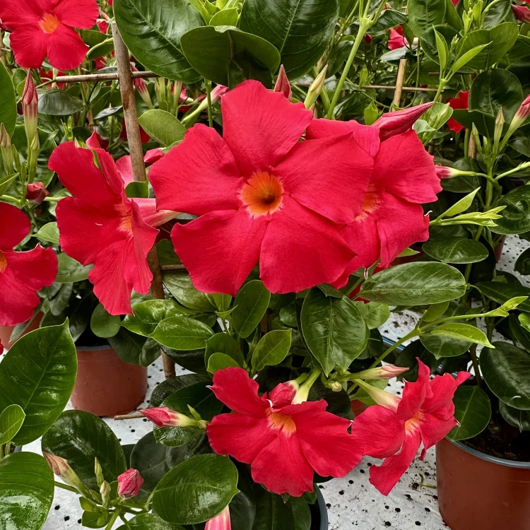 Mandevilla Sundaville Early Scarlet Dipladenia Czerwona na drabince #1