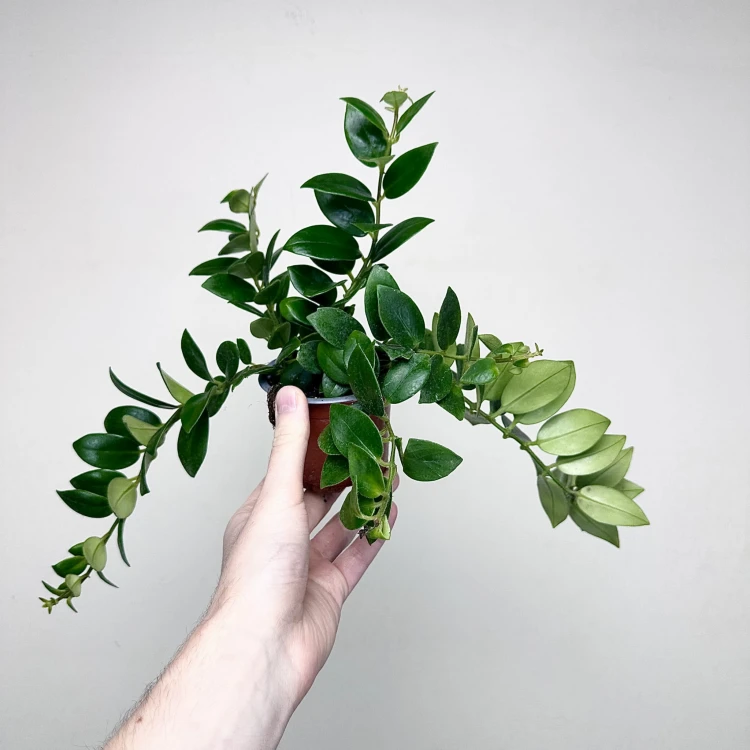 Aeschynanthus Mona Lisa Eszynanthus P9 #3