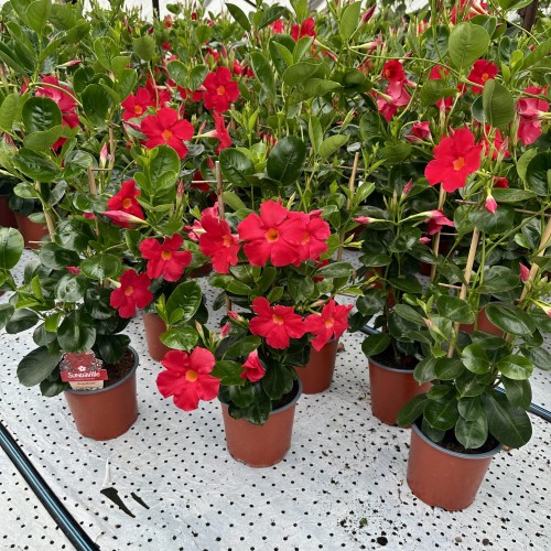 Mandevilla Sundaville Early Scarlet Dipladenia Czerwona na drabince #2