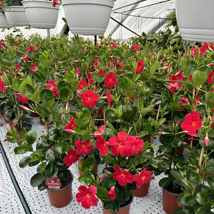 Mandevilla Sundaville Early Scarlet Dipladenia Czerwona na drabince #3