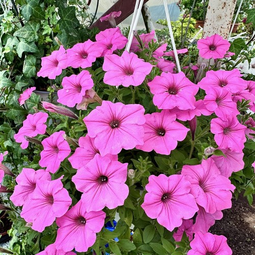 Supertunia Vista Bubblegum #1