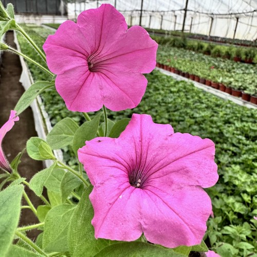 Supertunia Vista Bubblegum #2