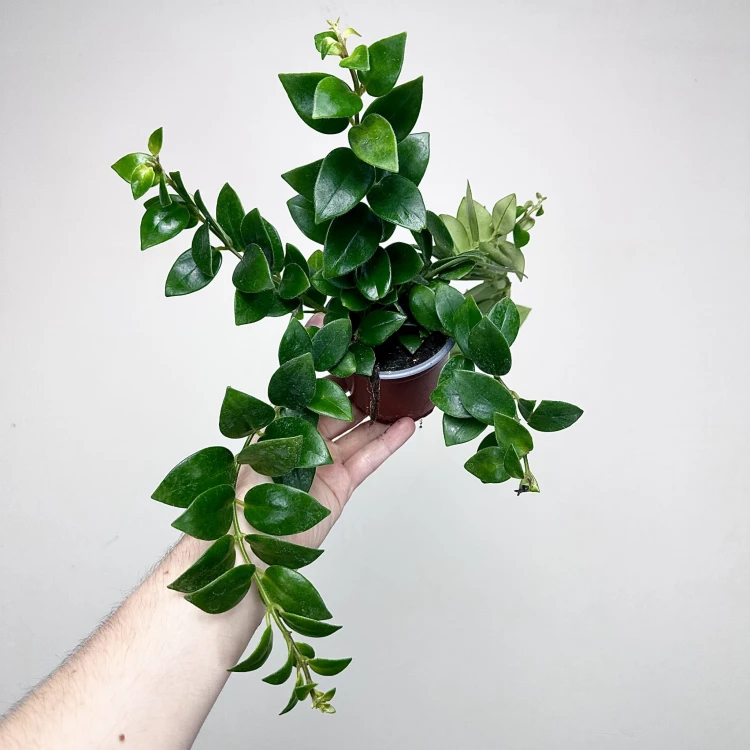 Aeschynanthus Mona Lisa Eszynanthus P9 #4