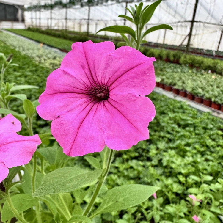 Supertunia Vista Bubblegum #3