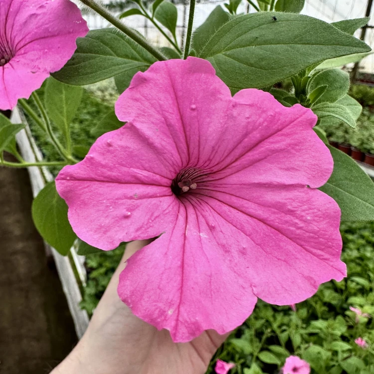 Supertunia Vista Bubblegum #4