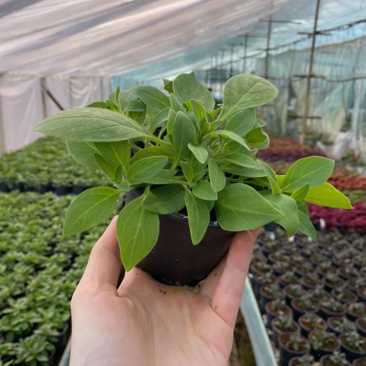Supertunia Vista Bubblegum #5