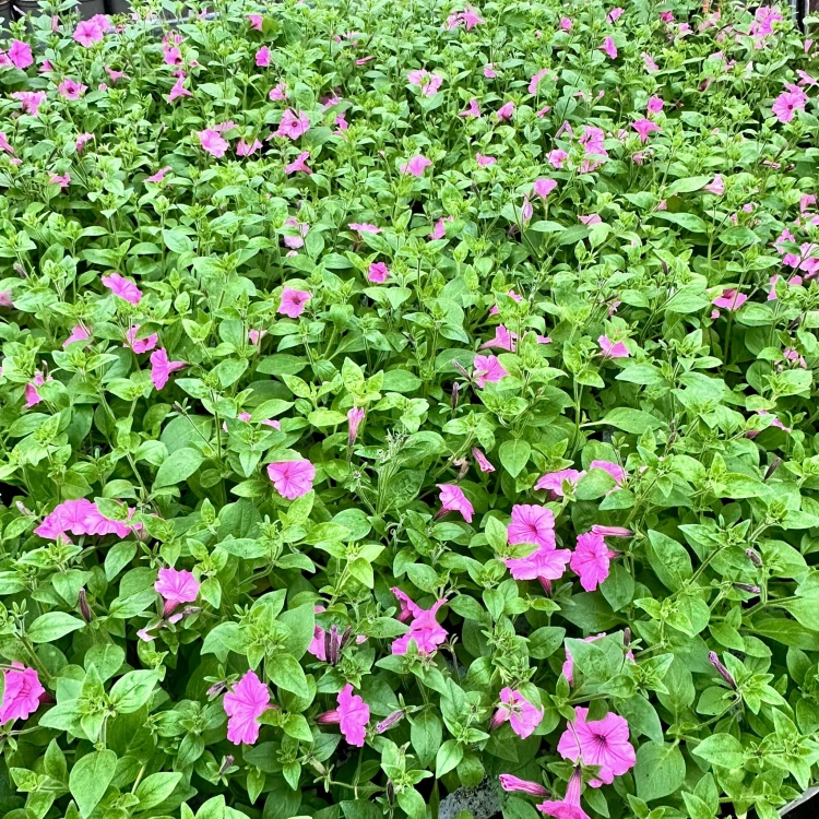 Supertunia Vista Bubblegum #6