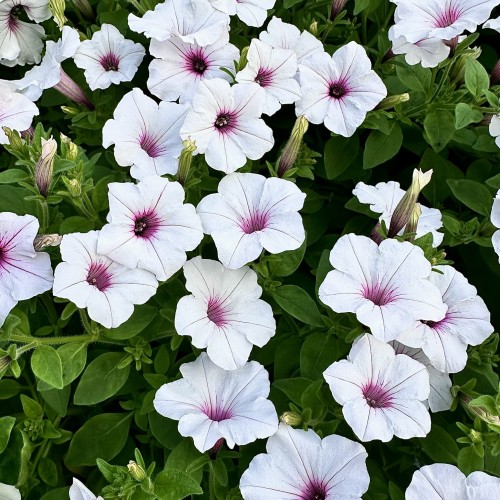 Supertunia Vista Silverberry #1