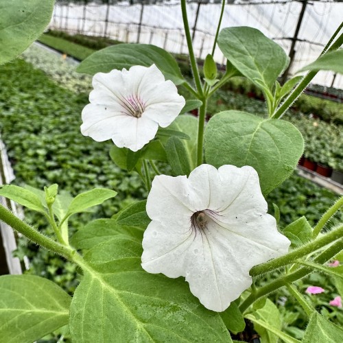Supertunia Vista Silverberry #2