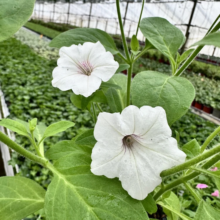 Supertunia Vista Silverberry